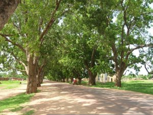 Pix of mature trees in Dilling, Sudan